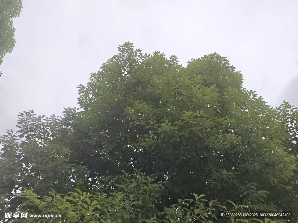 茂密绿树展现自然生机