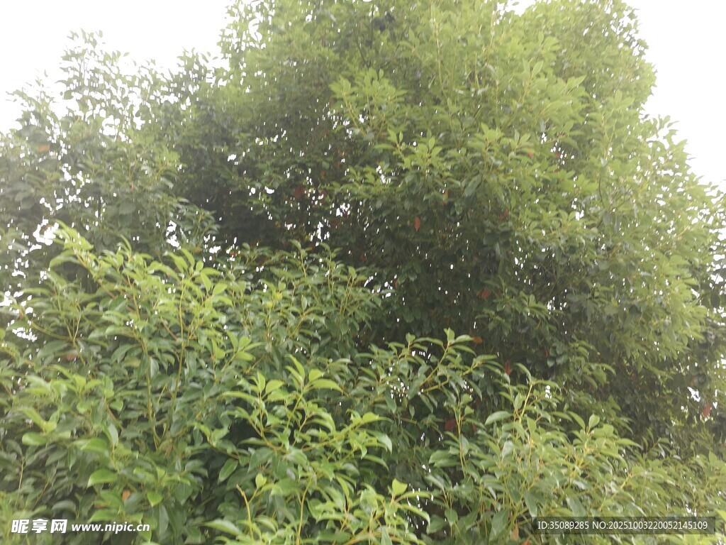 茂密绿植景观