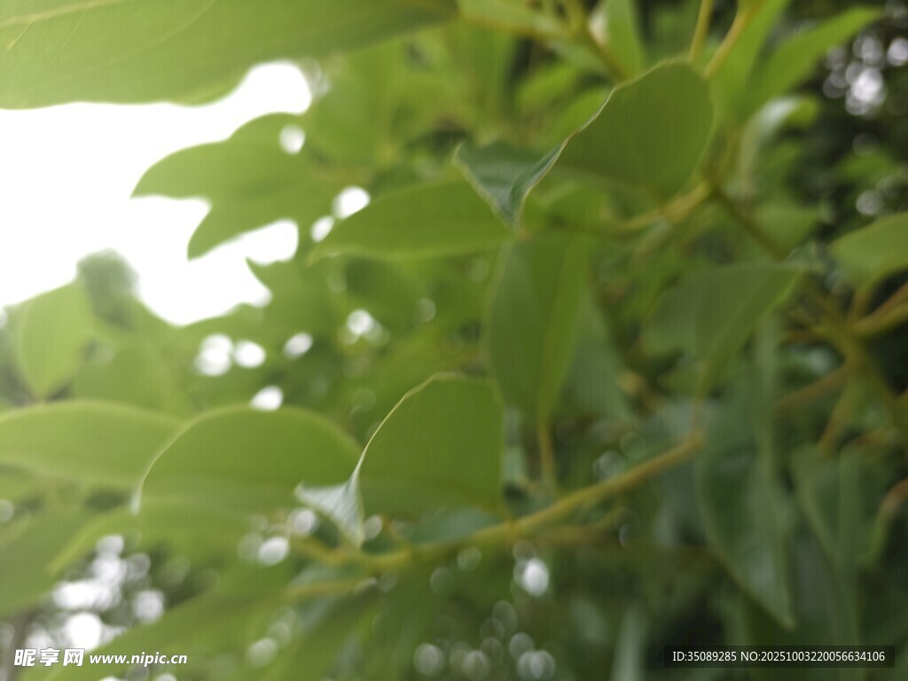 翠绿树叶特写