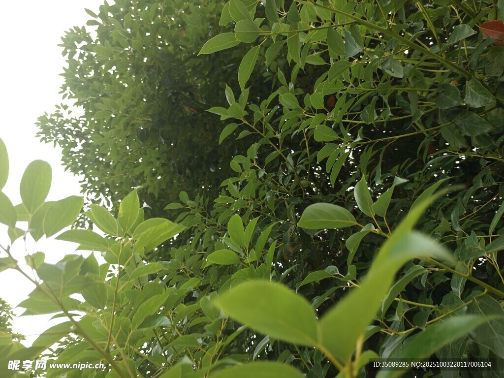 繁茂绿植清新自然景象