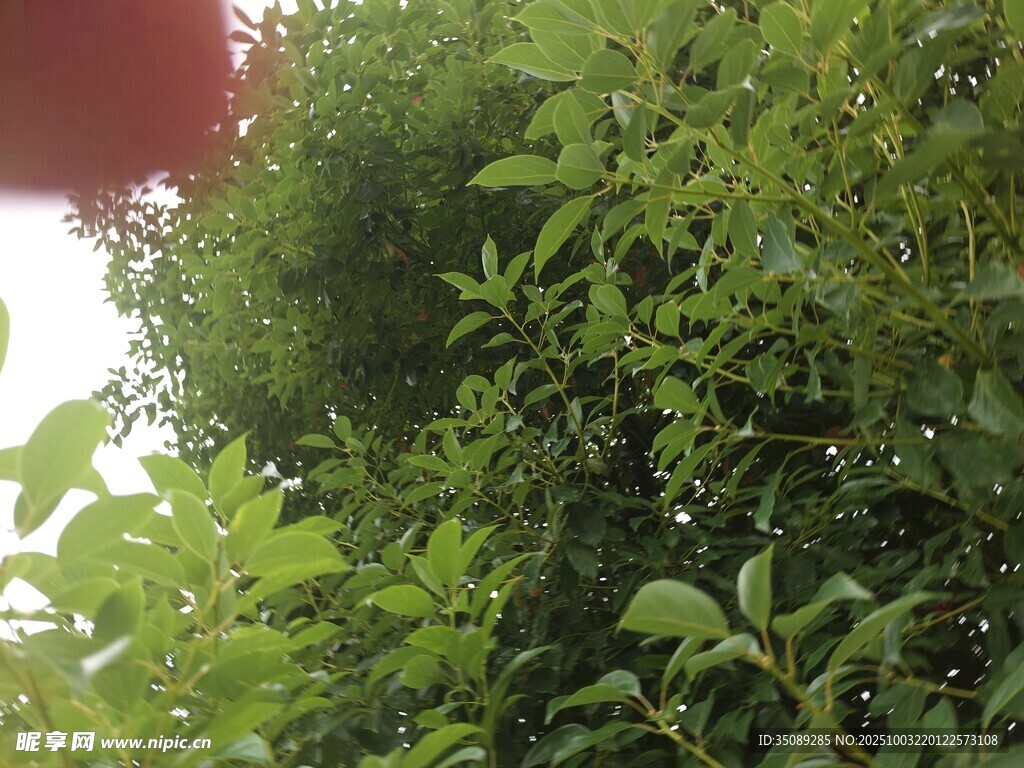 绿叶繁茂的生机景象
