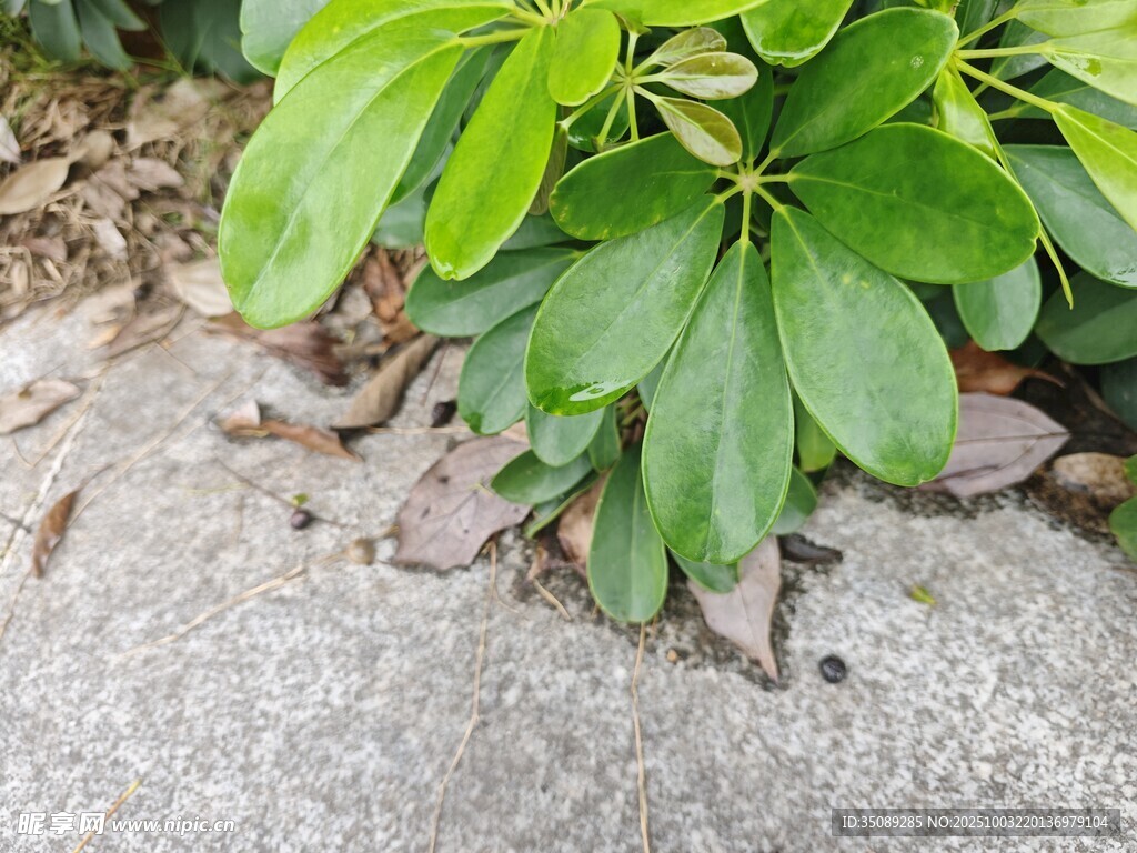 绿叶植物与地面沙石景象
