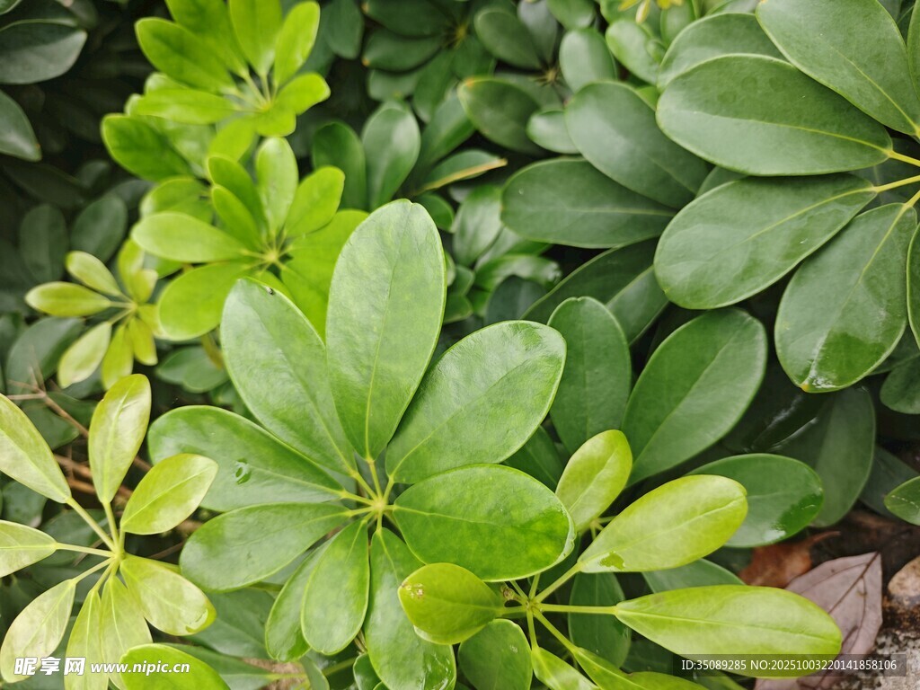 翠绿鹅掌柴植物特写