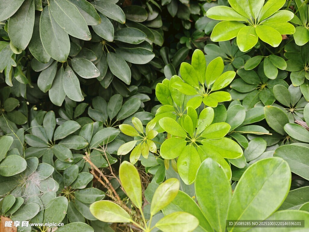 绿叶丛生的生机景象