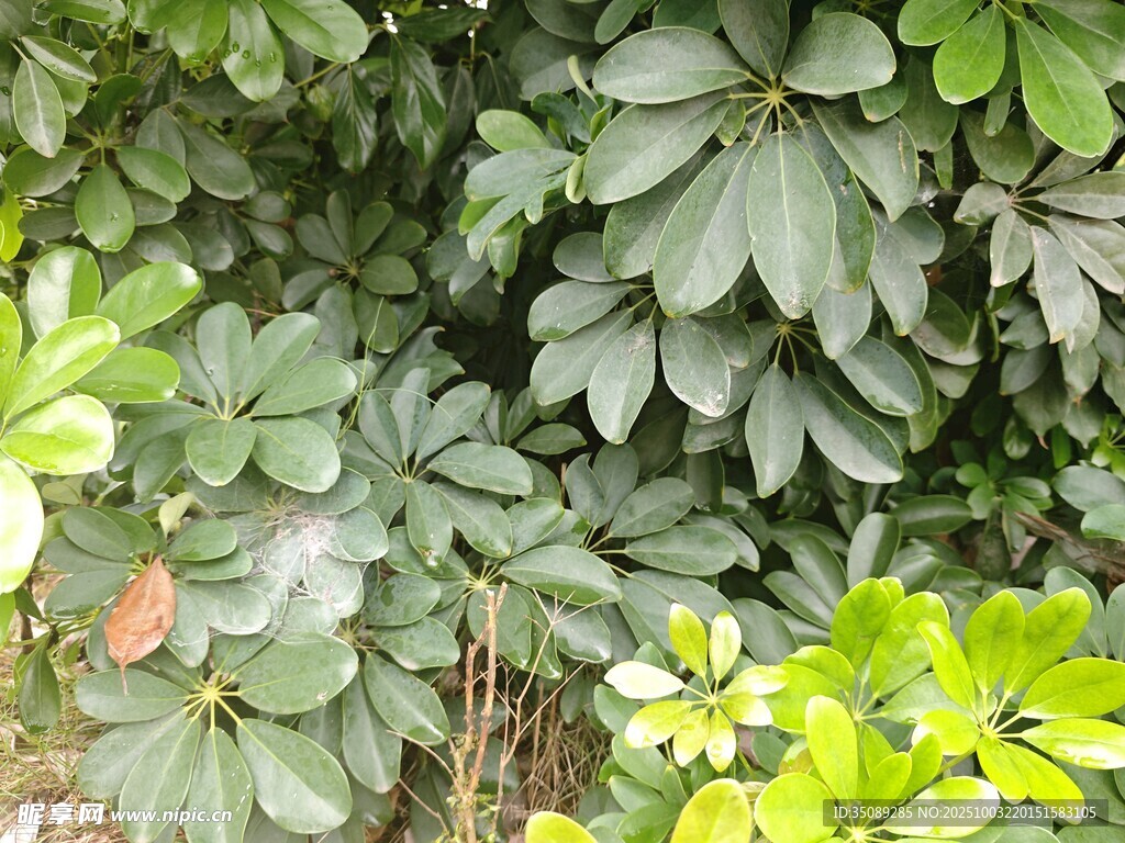 绿叶繁茂的植物景观