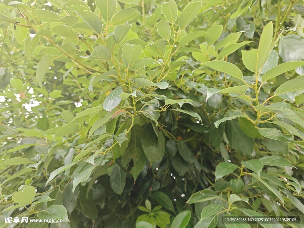繁茂绿植展现自然生机