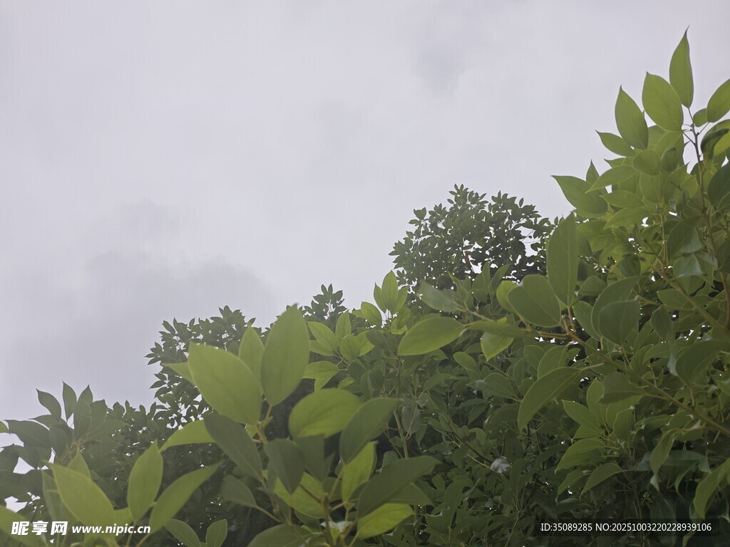 绿叶繁茂天空阴沉