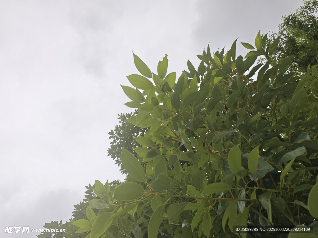 绿叶繁茂的树冠