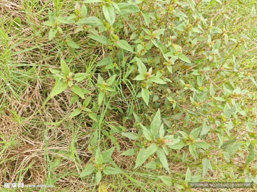 地面上的绿色杂草植物