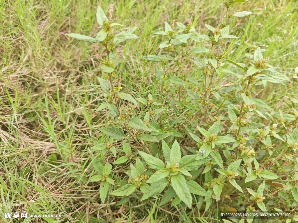 野外丛生的绿色植物