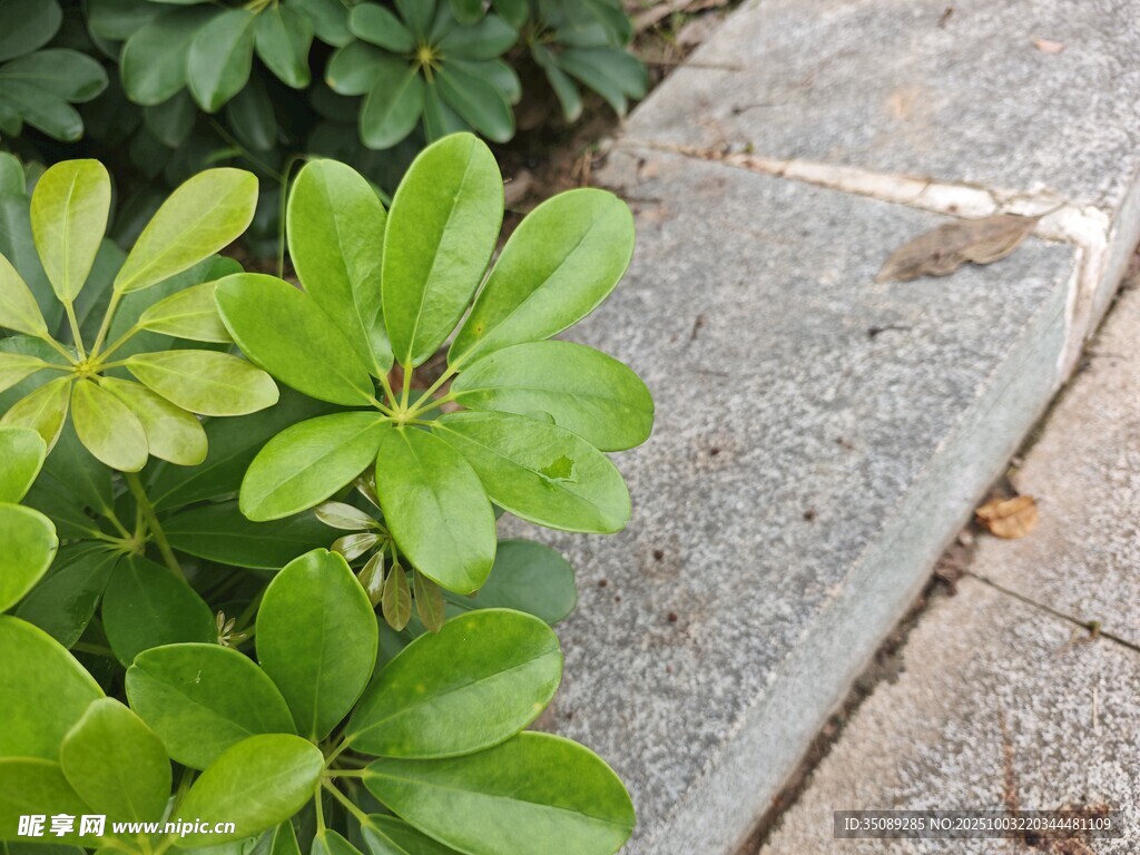 路边绿植与石板共生景象