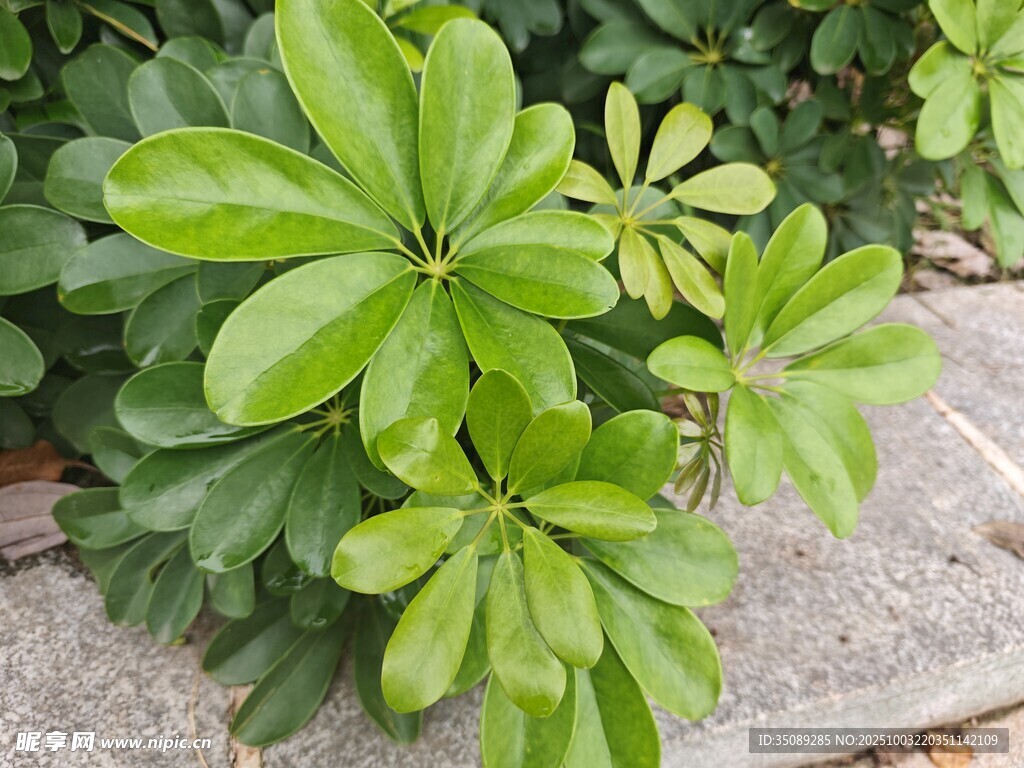 翠绿鹅掌柴植物特写