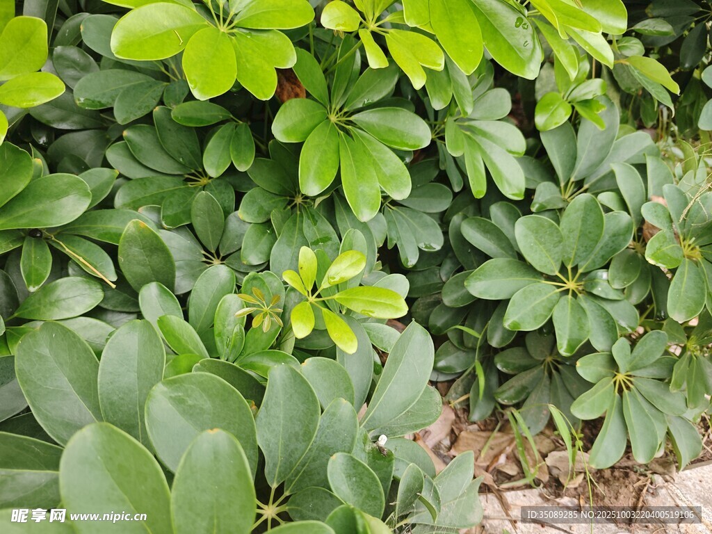 翠绿繁茂的鹅掌柴植物