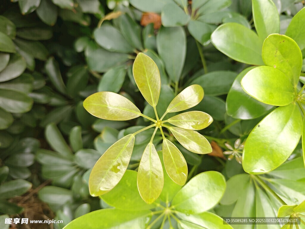 嫩绿叶片的生机景象