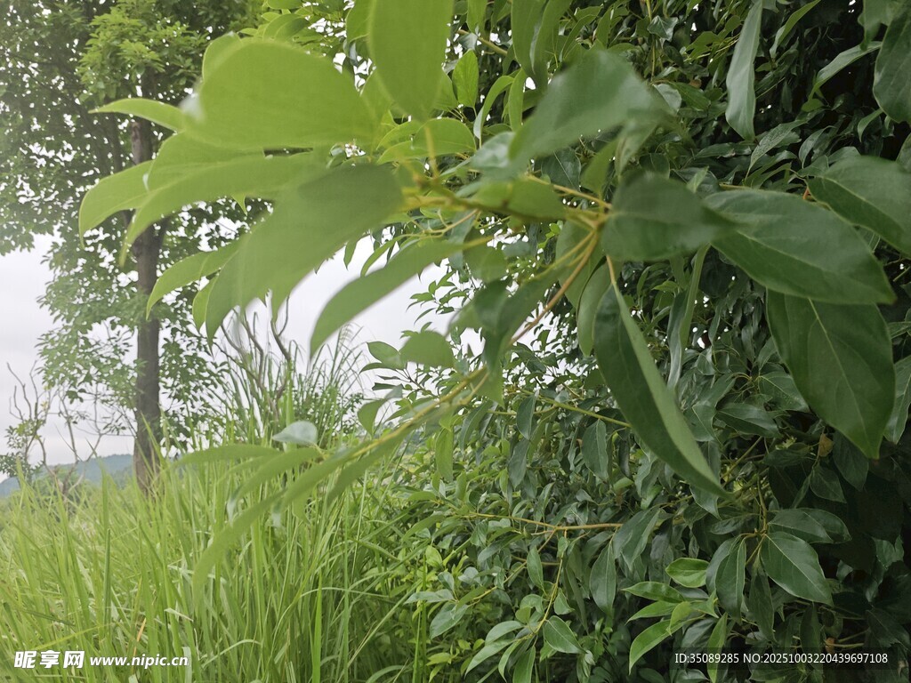 绿意盎然的植物景观