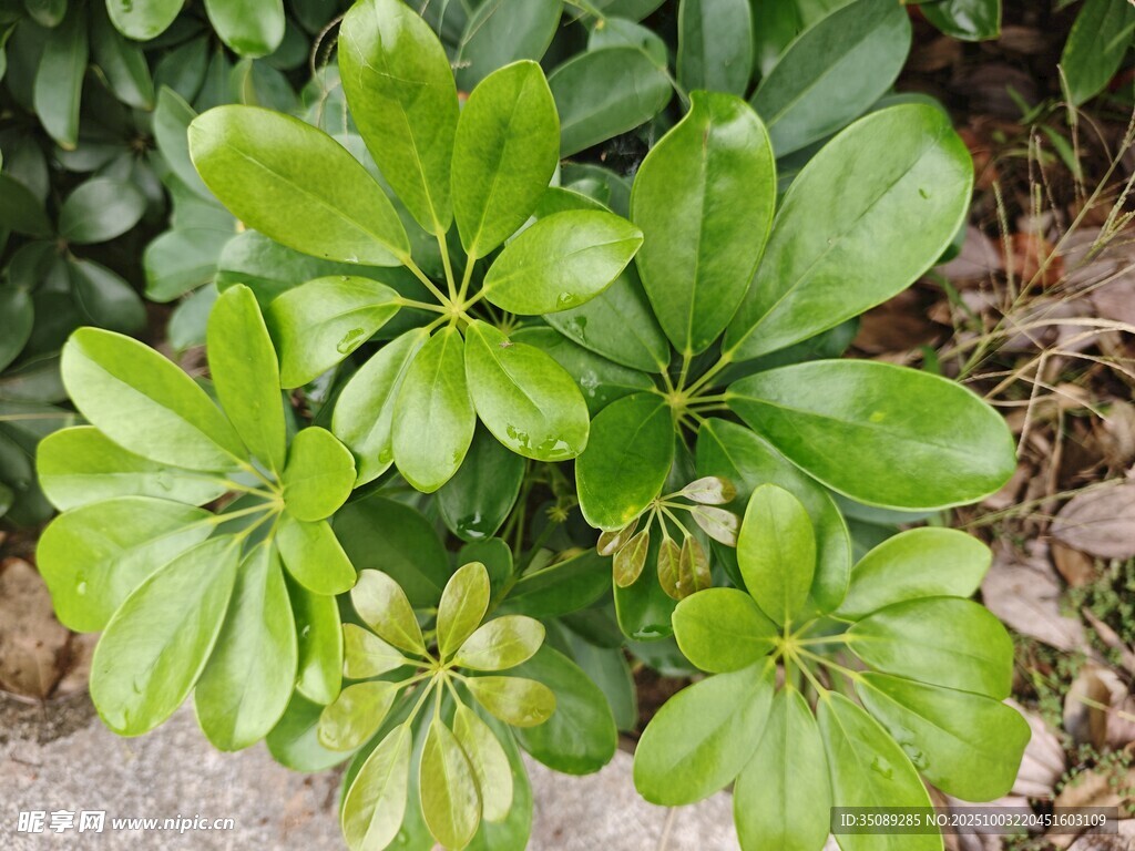 翠绿鹅掌柴植物特写