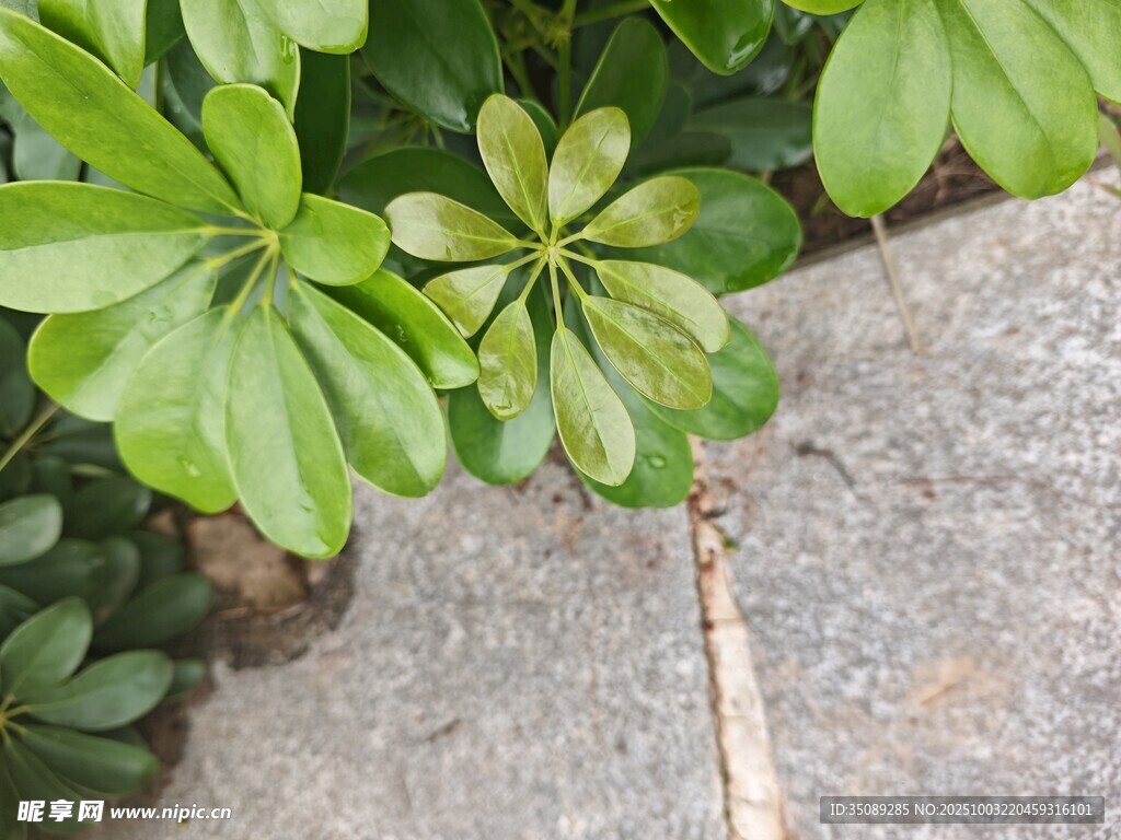 绿叶生机墙角绿植绽放