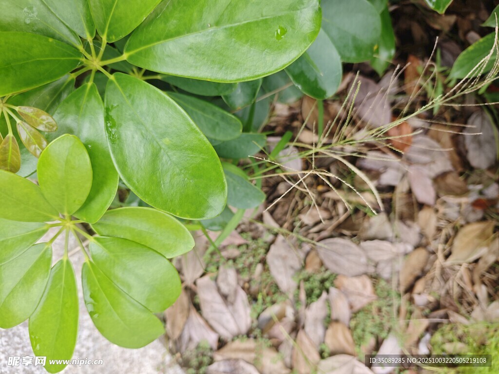 绿叶与碎石的自然景致