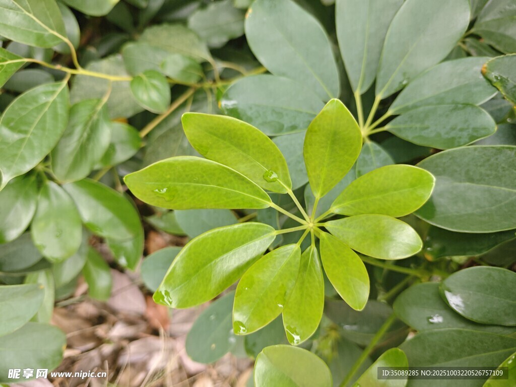 翠绿鹅掌柴叶片特写