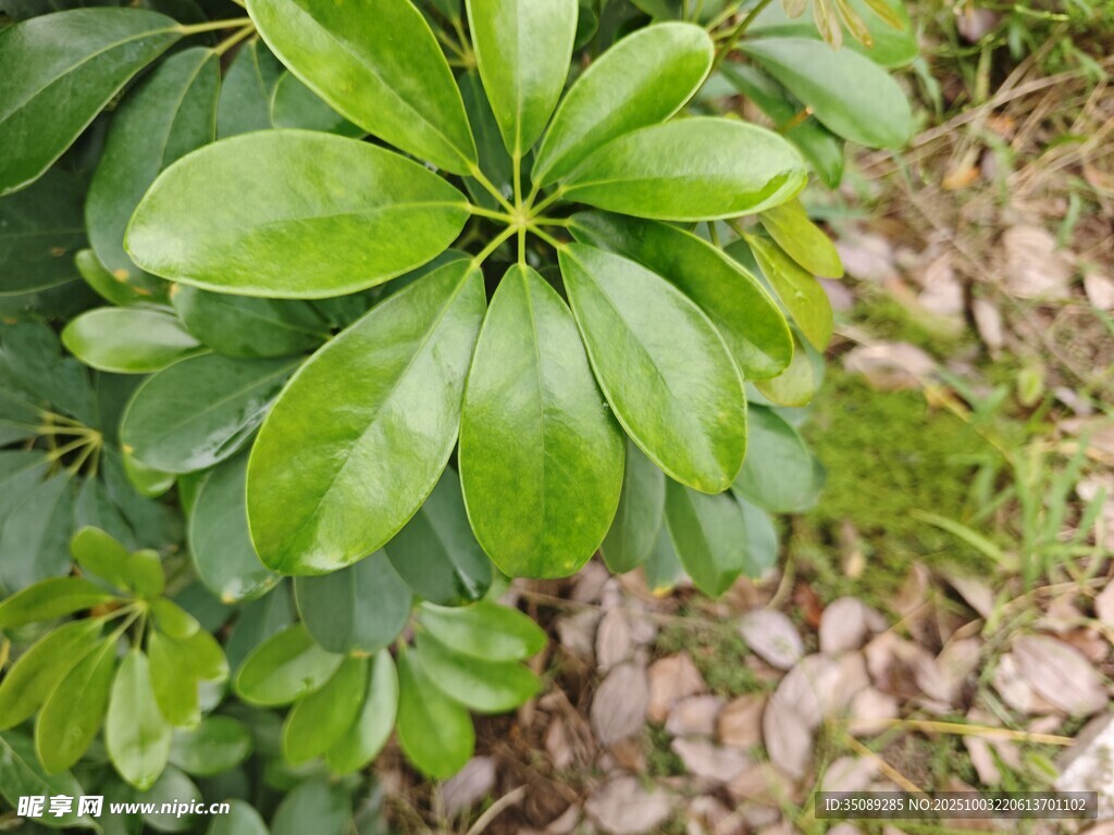 翠绿海桐叶生机盎然