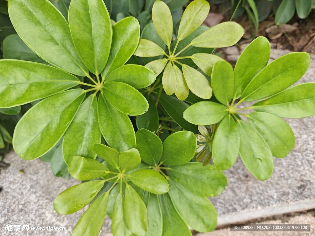 翠绿鹅掌柴植物特写
