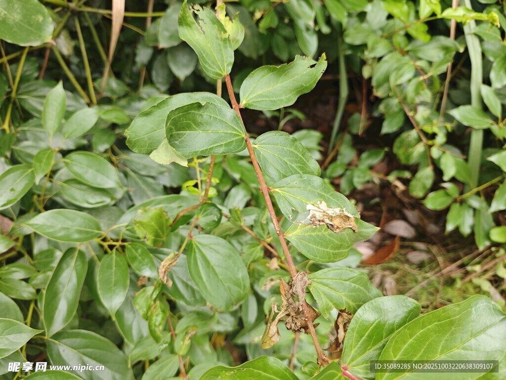 繁茂绿植景观