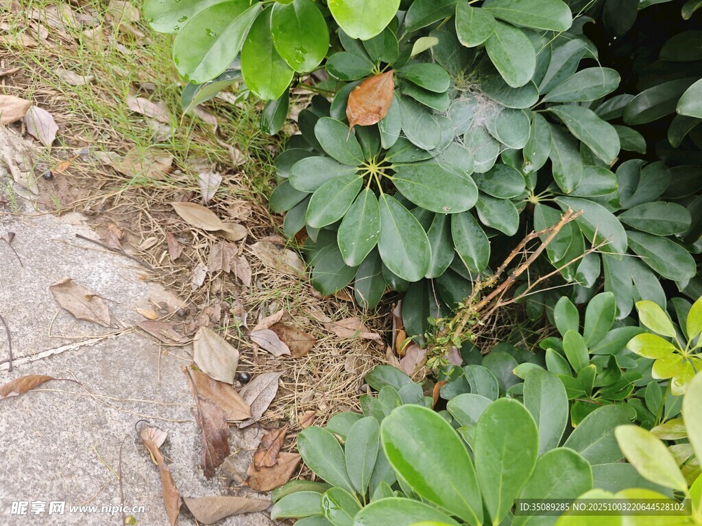 路边绿植与落叶景象