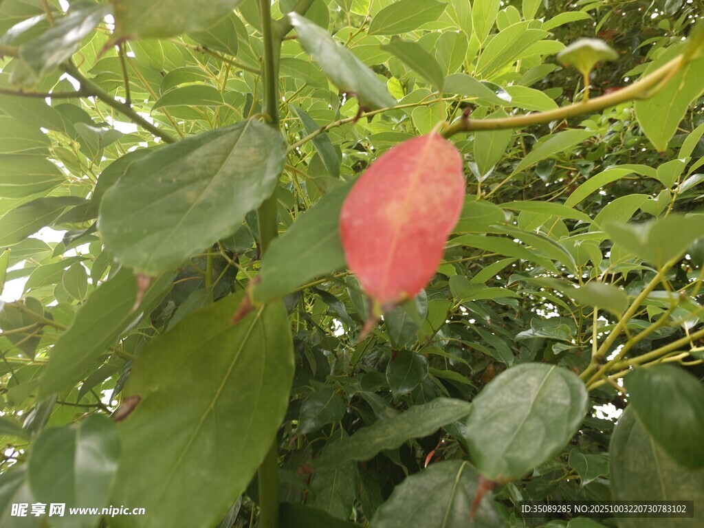 枝头的粉色果实