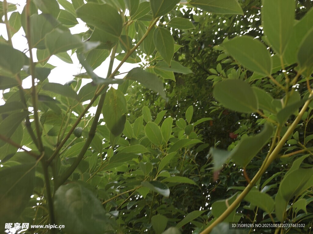 绿叶繁茂的植物景象