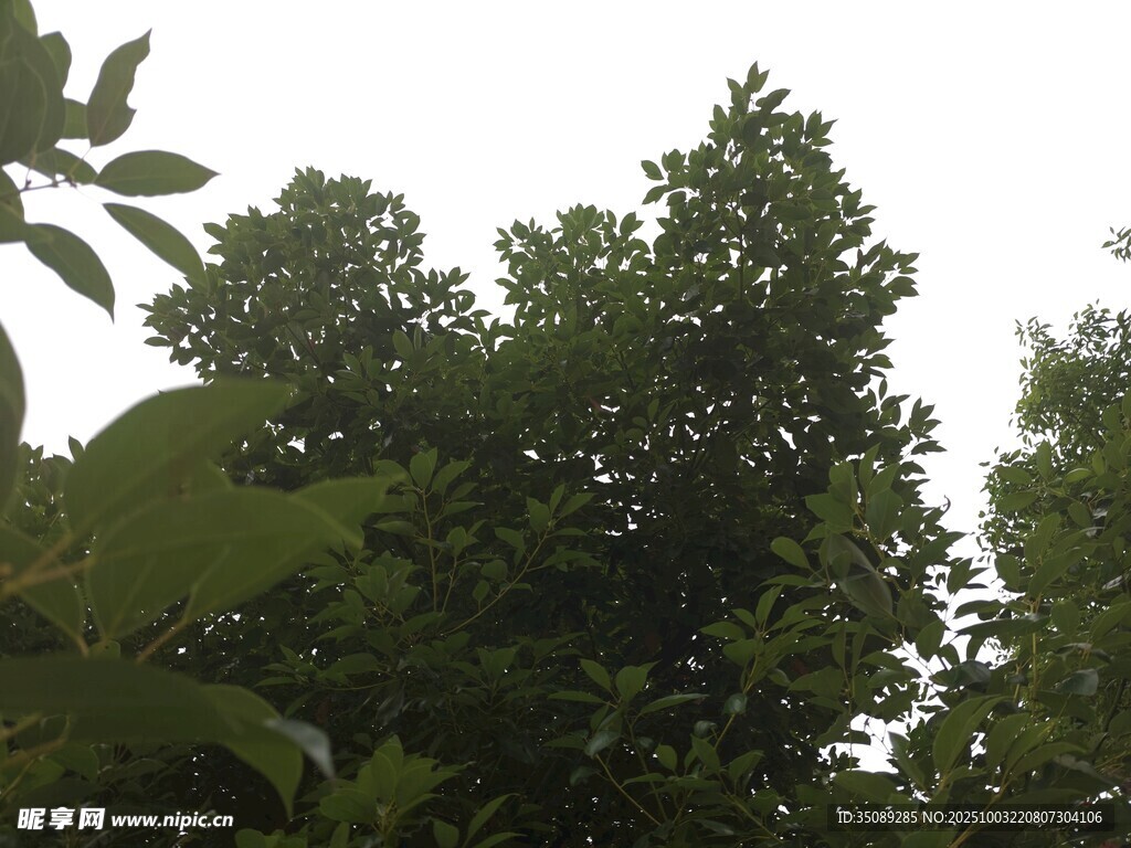 茂密树林绿意盎然