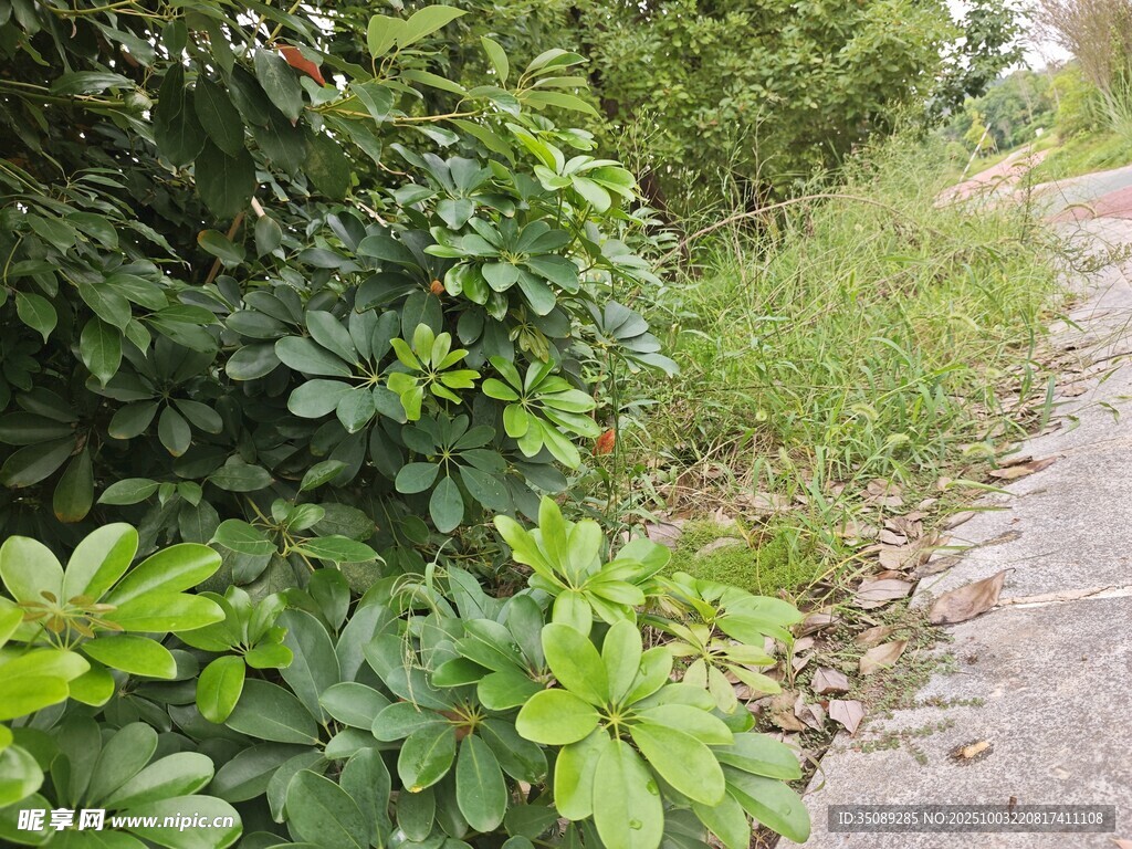 乡间小道旁的繁茂绿植