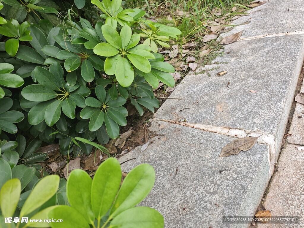 路边绿植与石板路