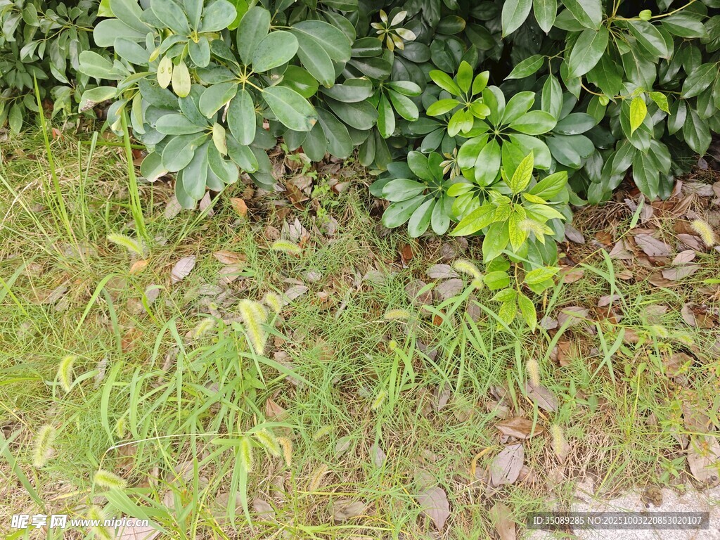 草丛中的绿植景象