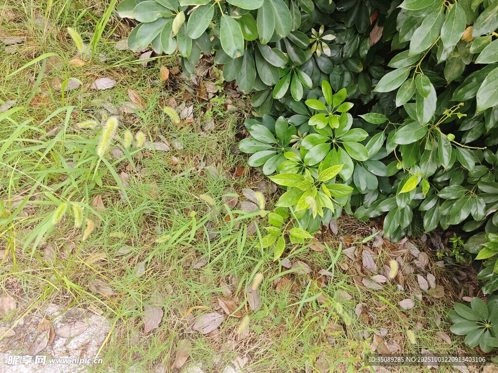 草丛中的绿色植物