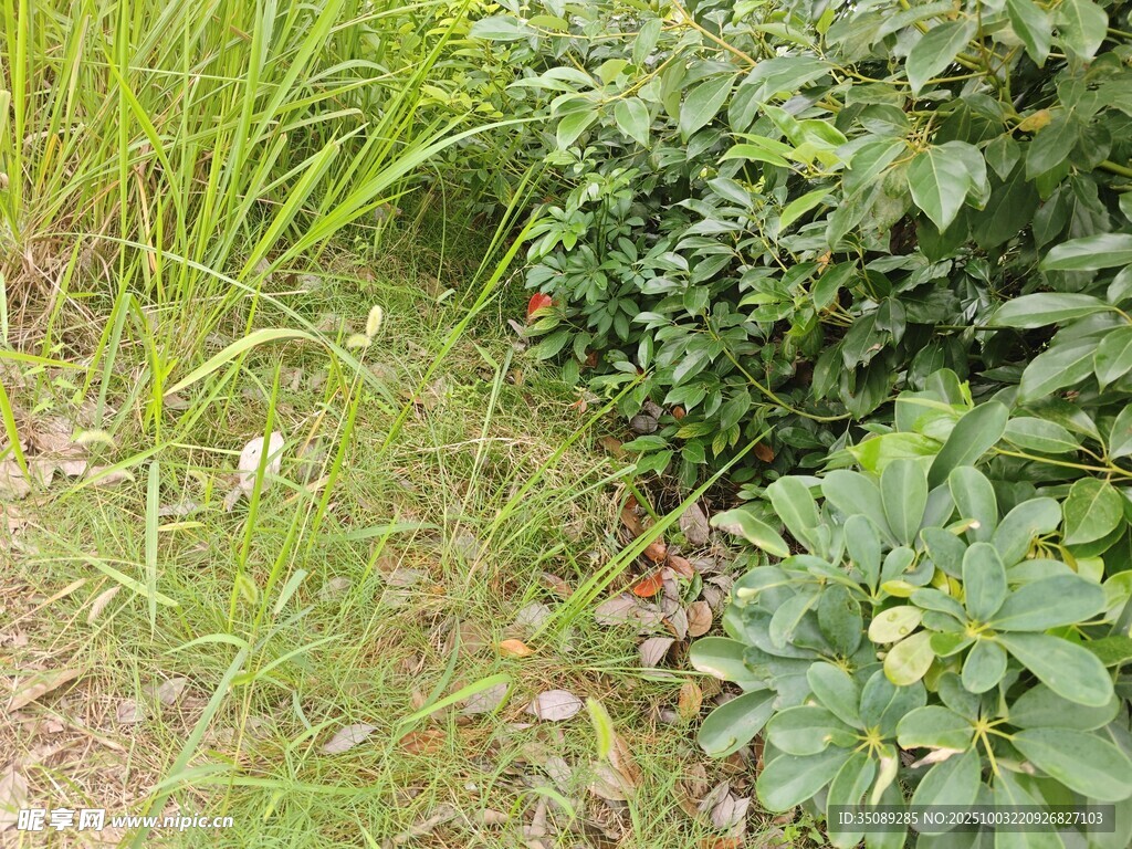 草丛中的绿植景观