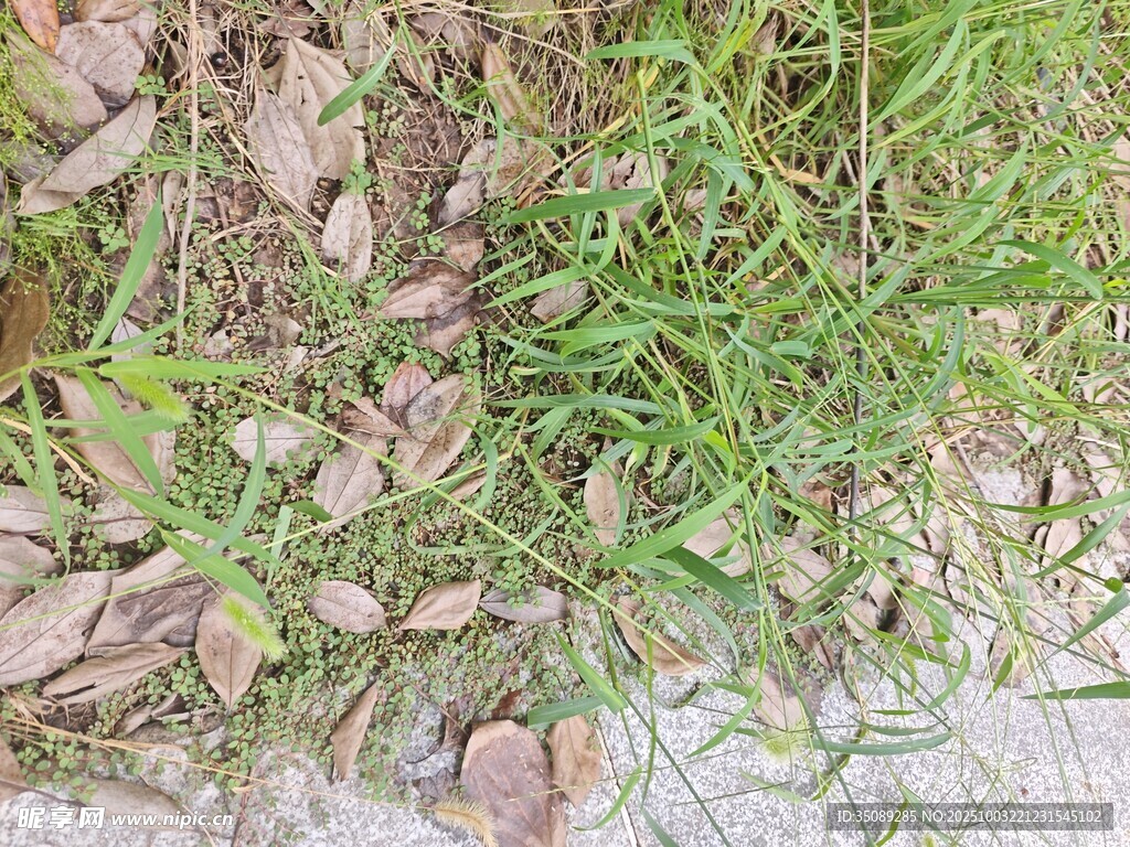 地面上的绿草与落叶