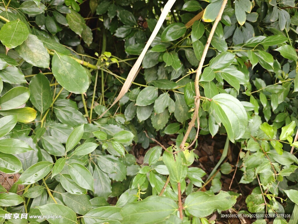 繁茂绿植藤蔓景象