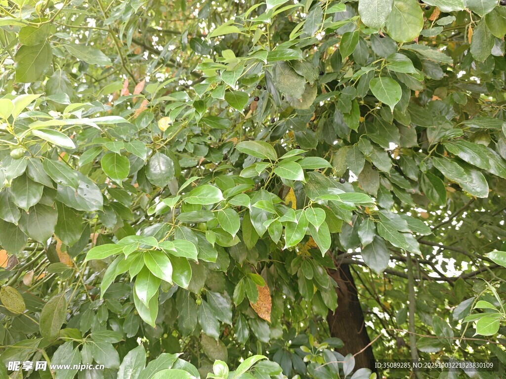 繁茂绿植景观