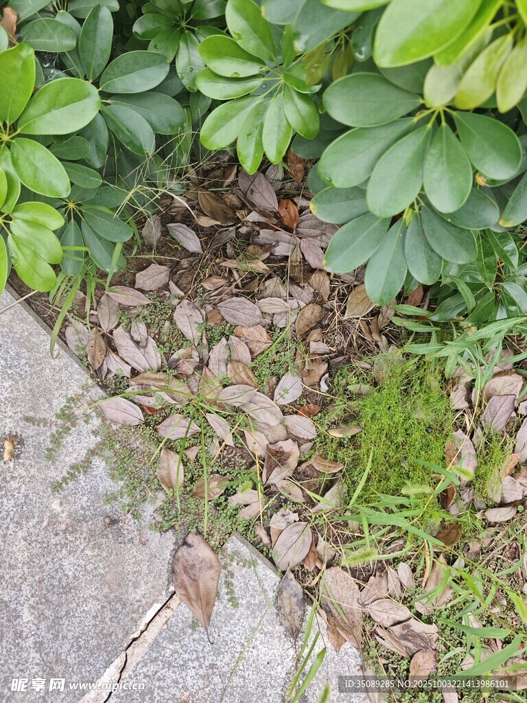 石间绿植景观