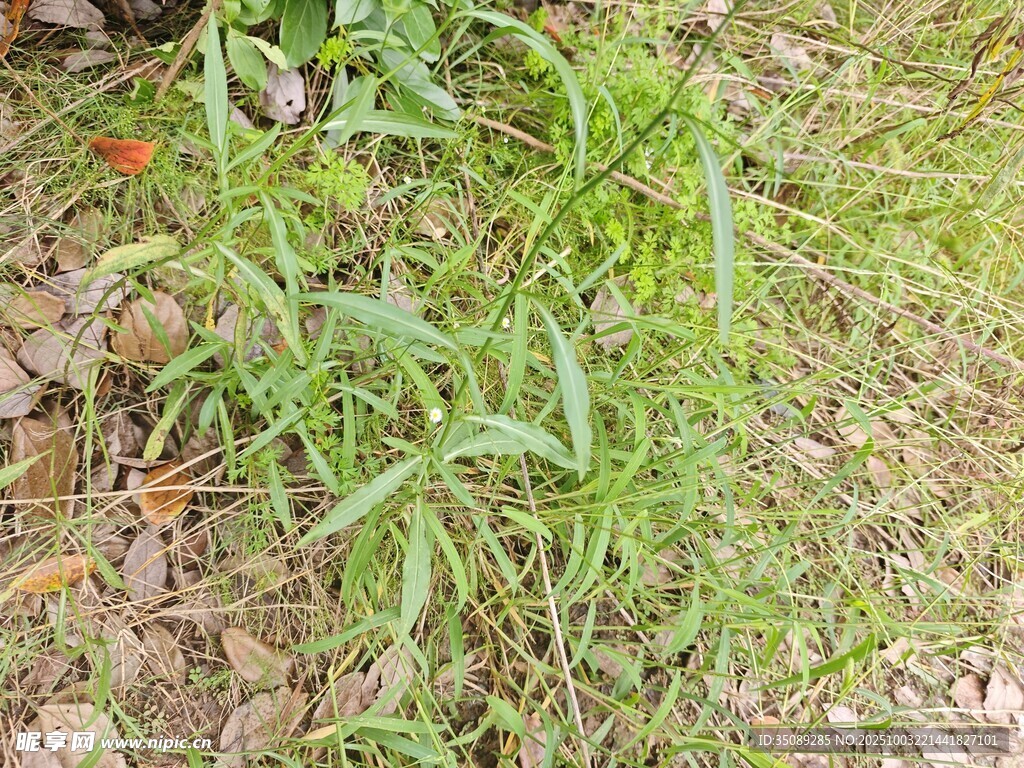 嫩绿草丛生机盎然