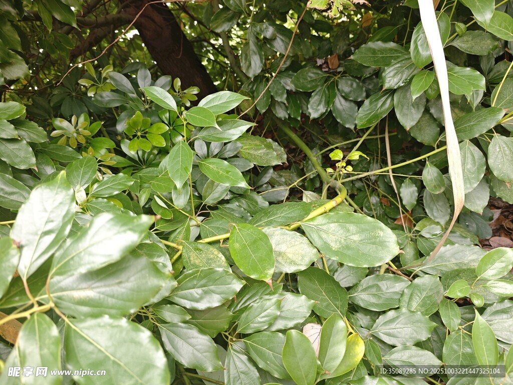 茂密绿植中的生机景象