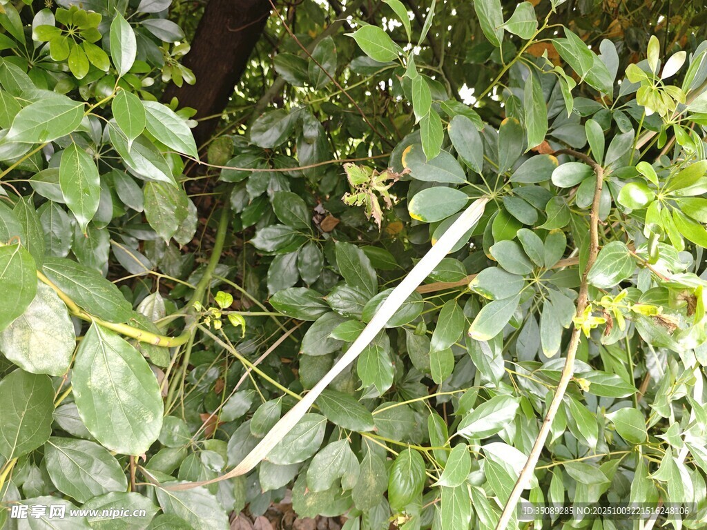 绿叶藤蔓植物特写