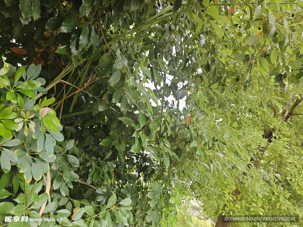 繁茂绿植自然绿意景象