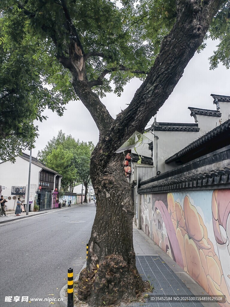 古树