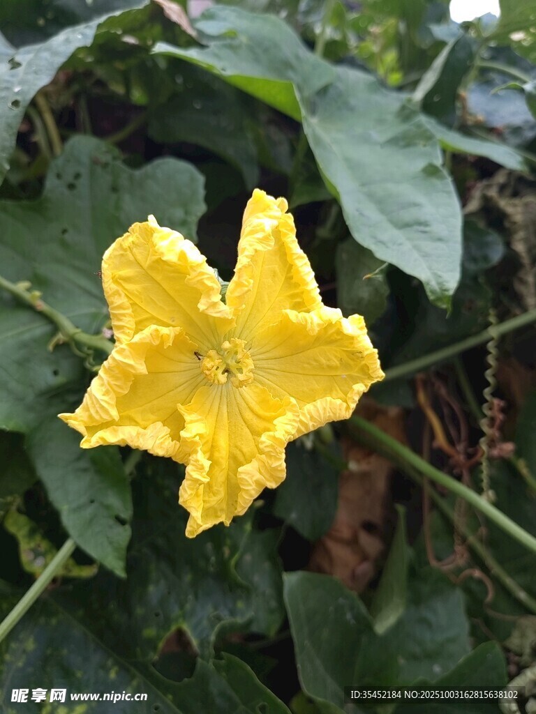 丝瓜花