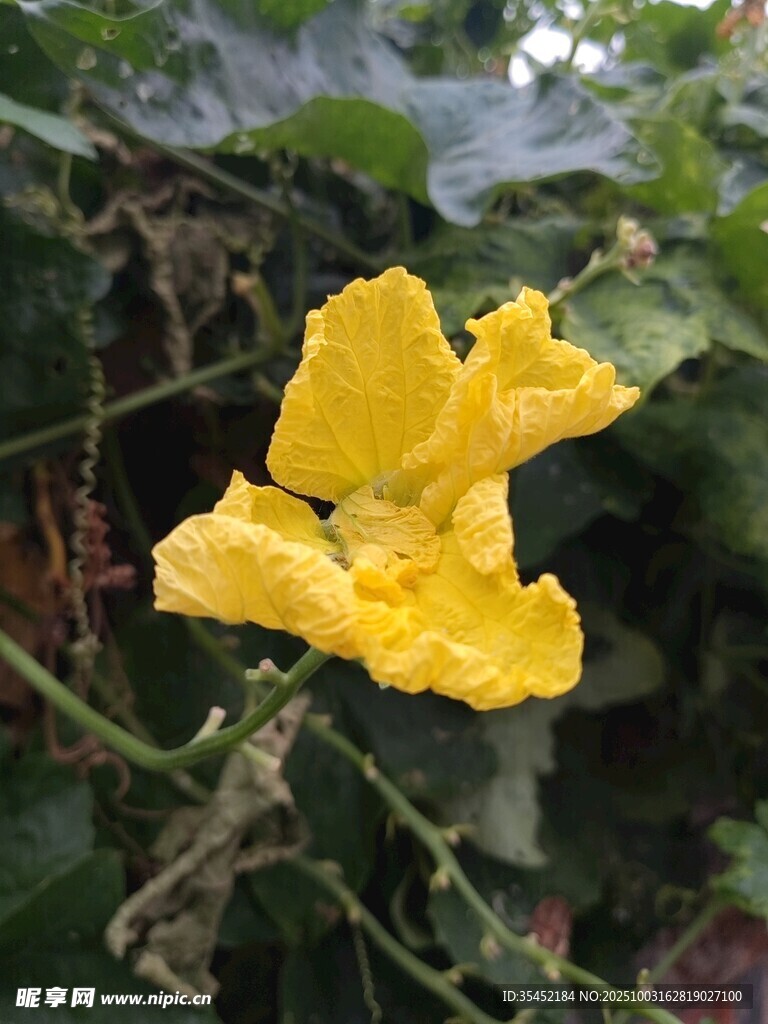 丝瓜花
