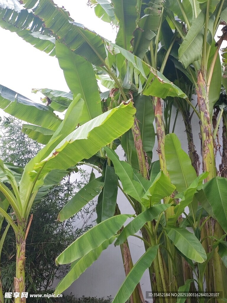 芭蕉树