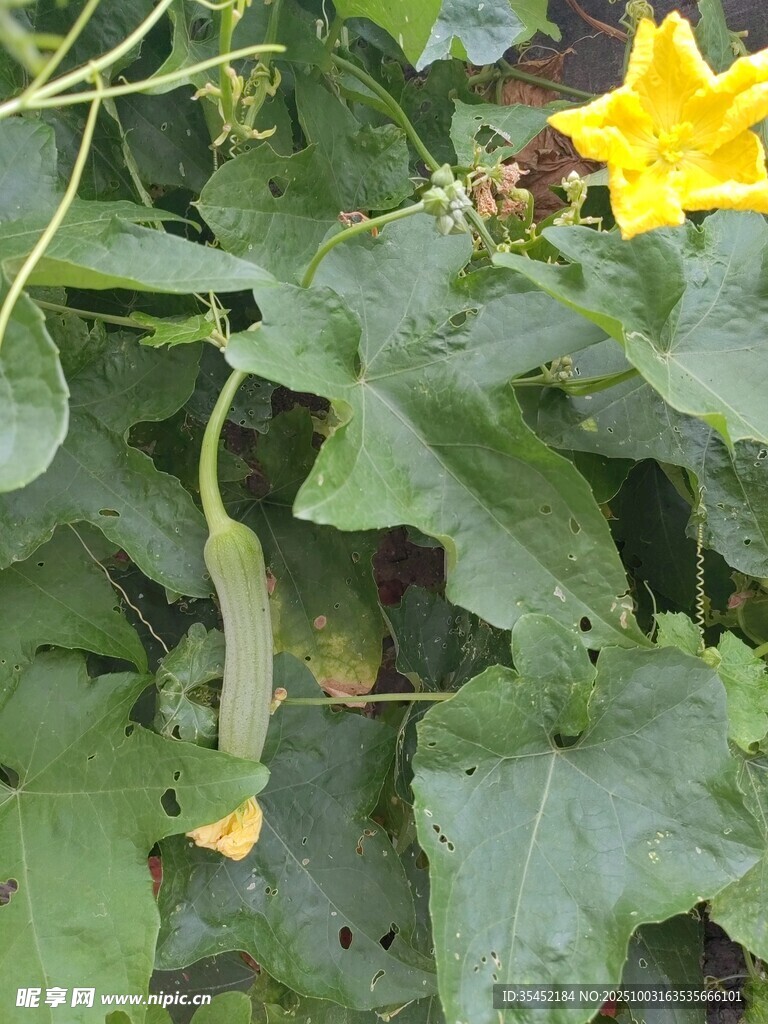 丝瓜花