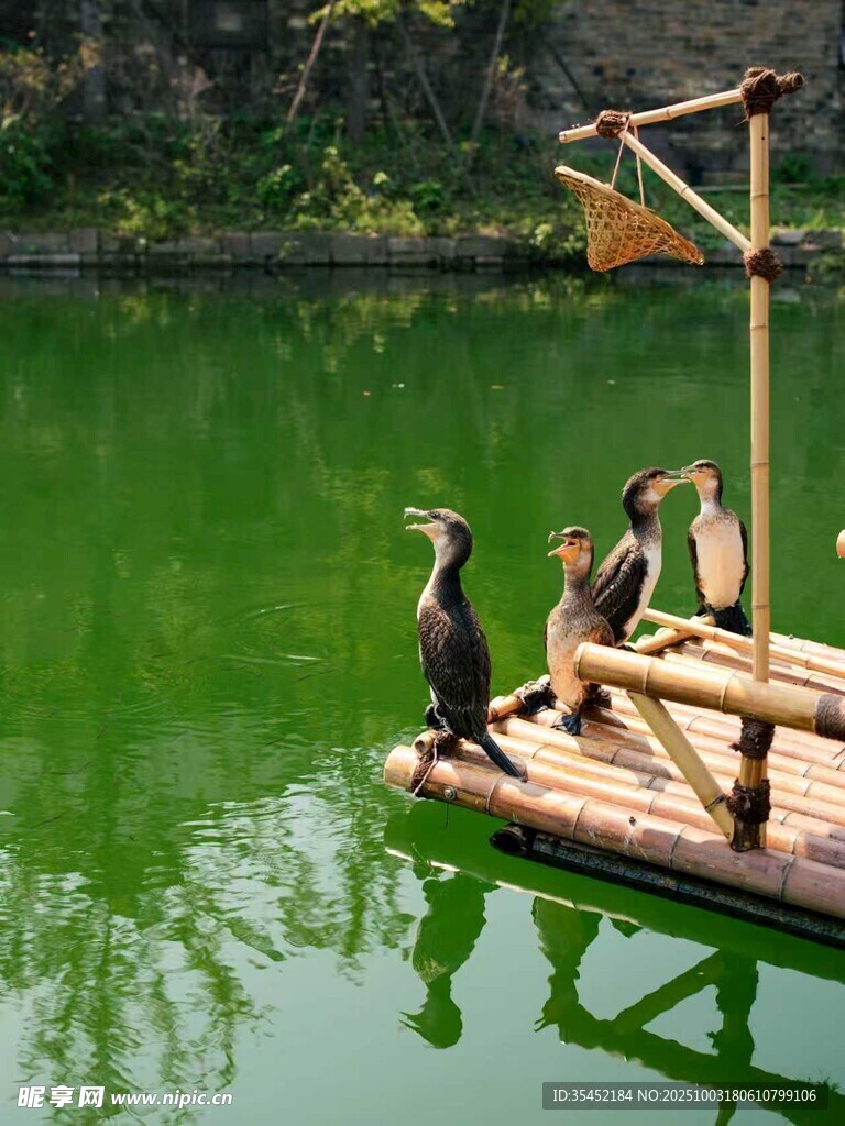 鱼鹰