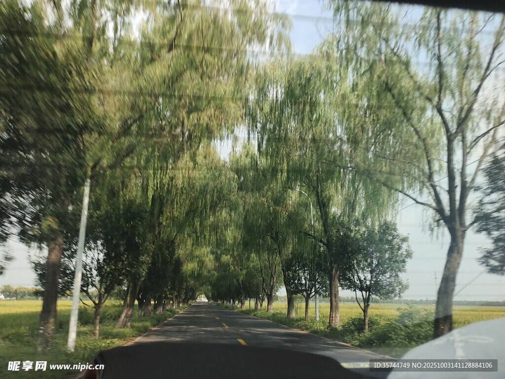 车窗外的垂柳风景